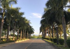 罂粟王国蜕变：从“毒三角”到“金三角”